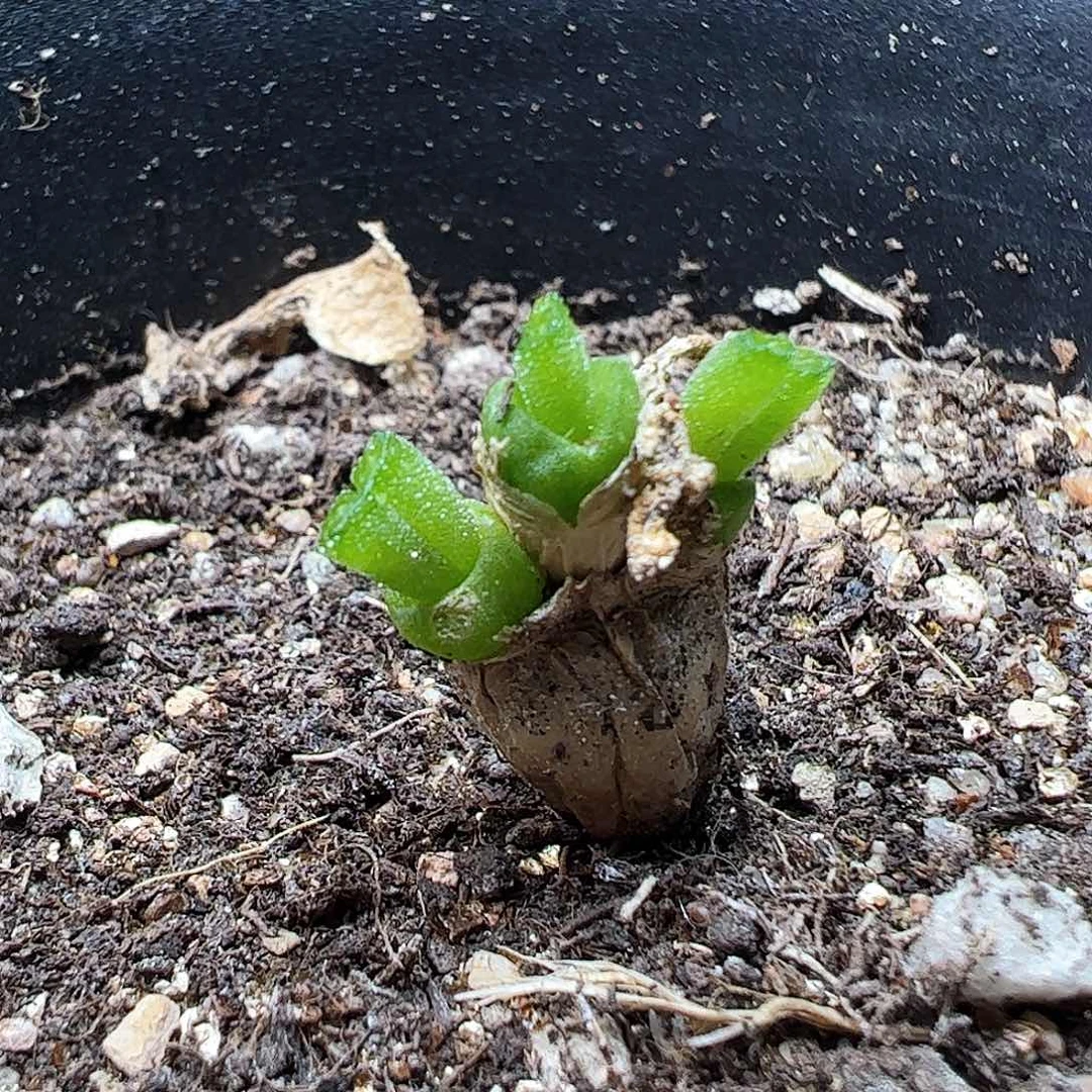 无花朵碧光环兔子脱土发