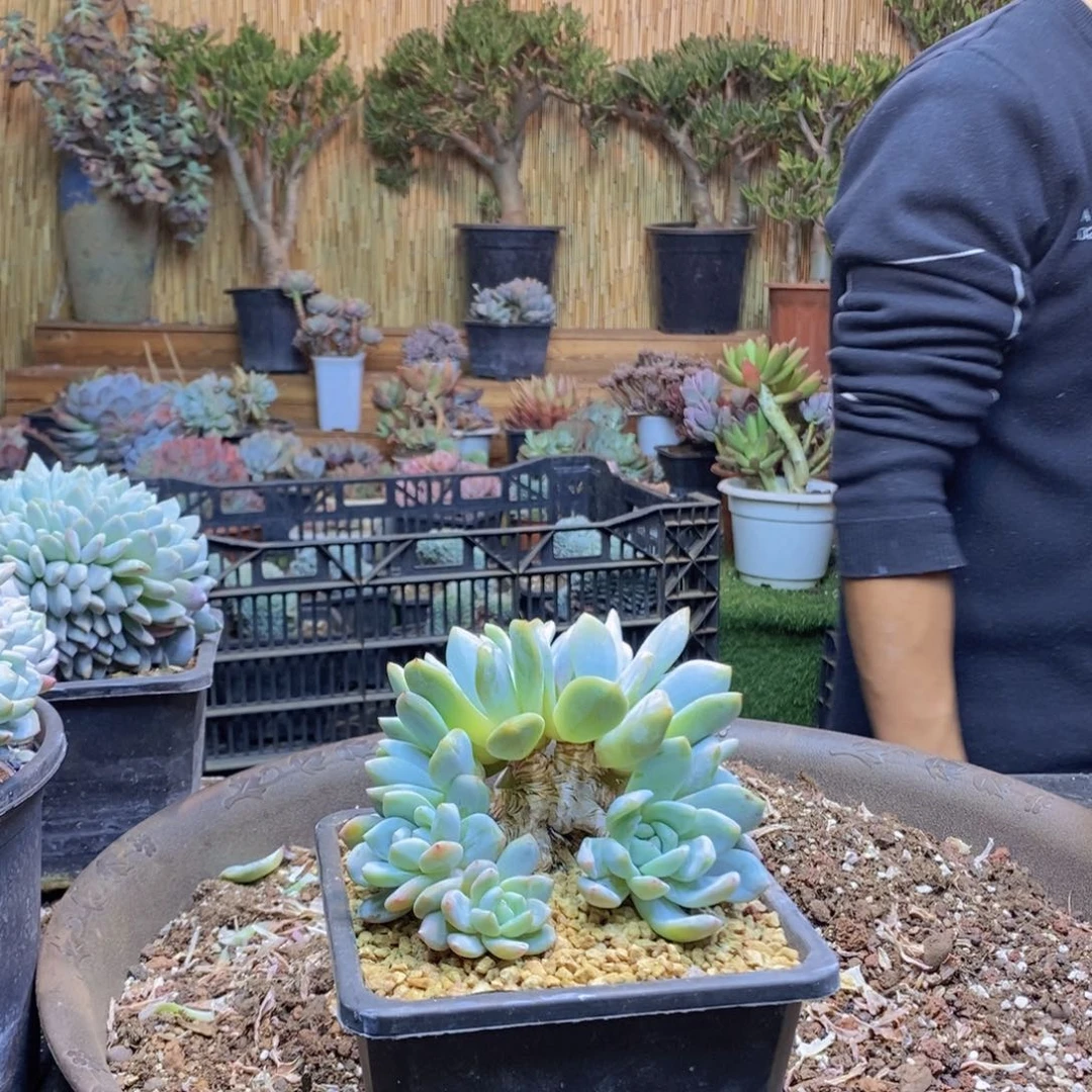 北*351号橙梦露缀多肉