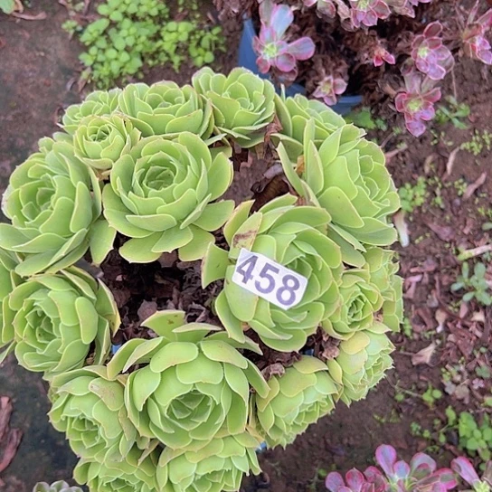 菩***M多肉植物一个绿玫瑰