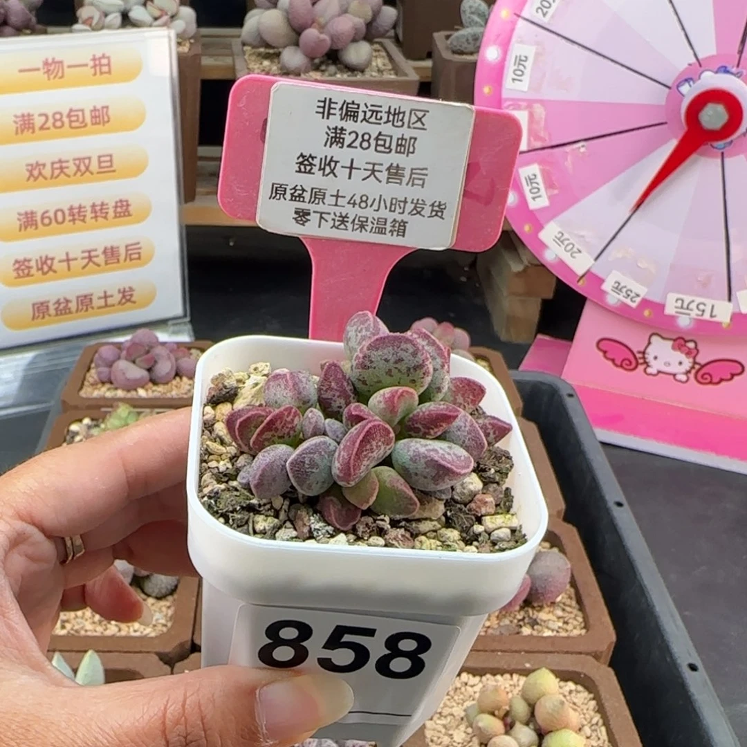 宋***祁858艾薇多肉的植物