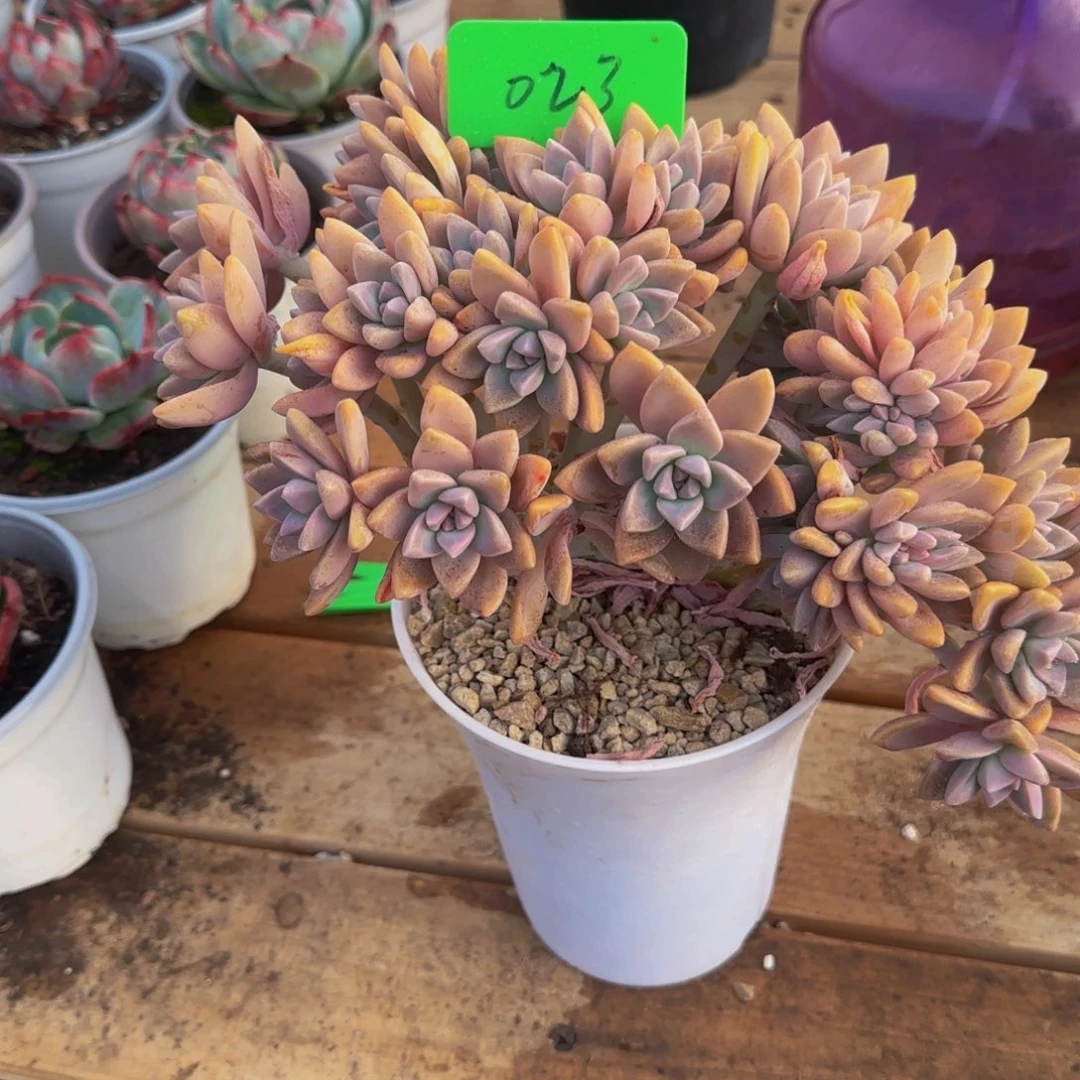 组合套餐编号23号