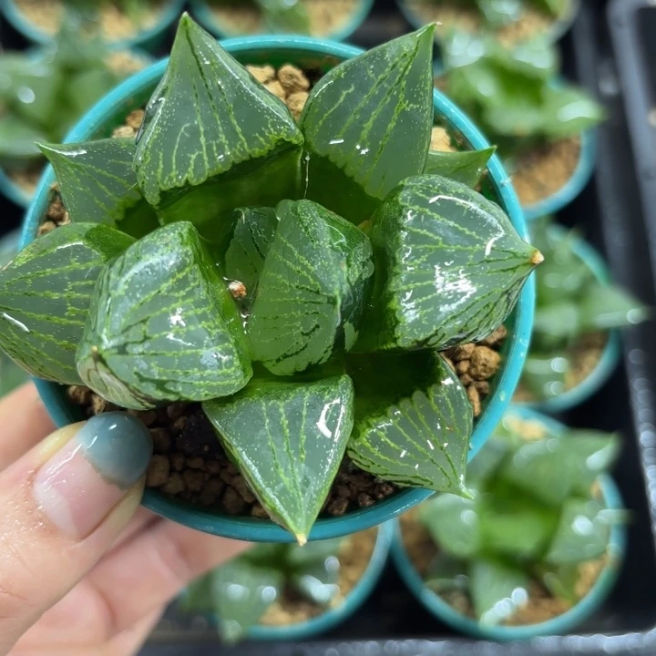 母本裹般若多肉植物