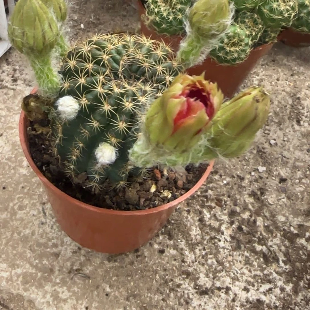 木*哈哈哈哈哈哈哈