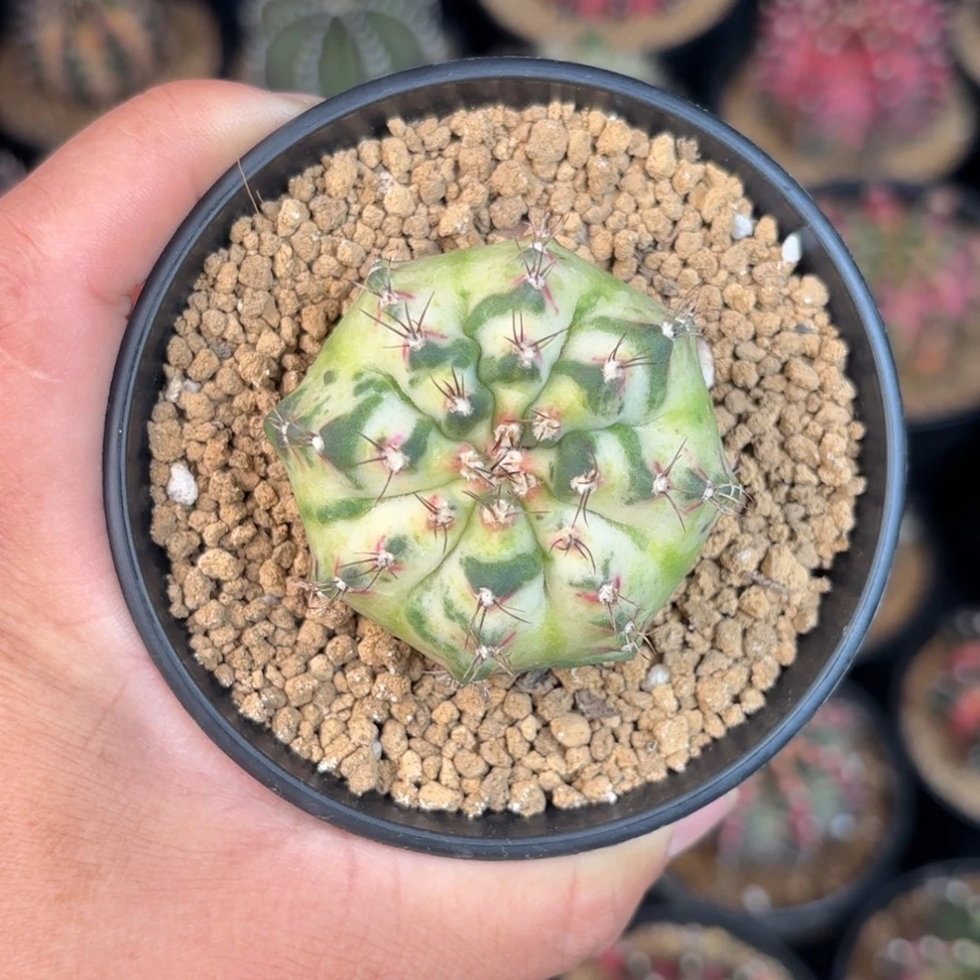 泰系米哈实生仙人球109