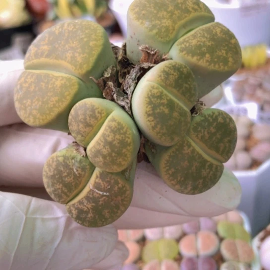 2884，8年以上群如图