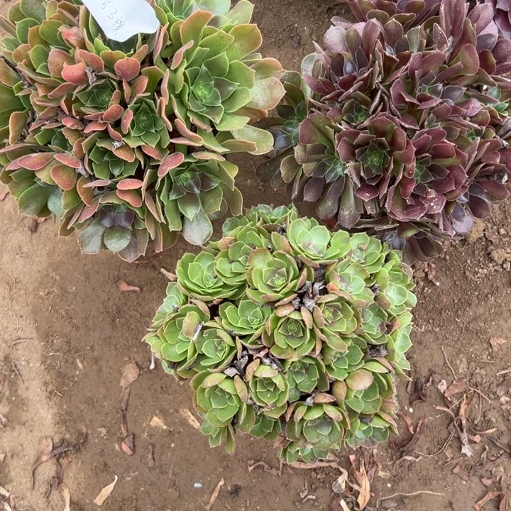 上***兒10号3颗多肉植物，不包断头