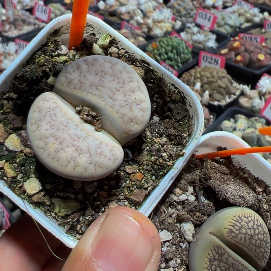 645.646 一物一拍，默认有伤，介意勿拍，不退不换