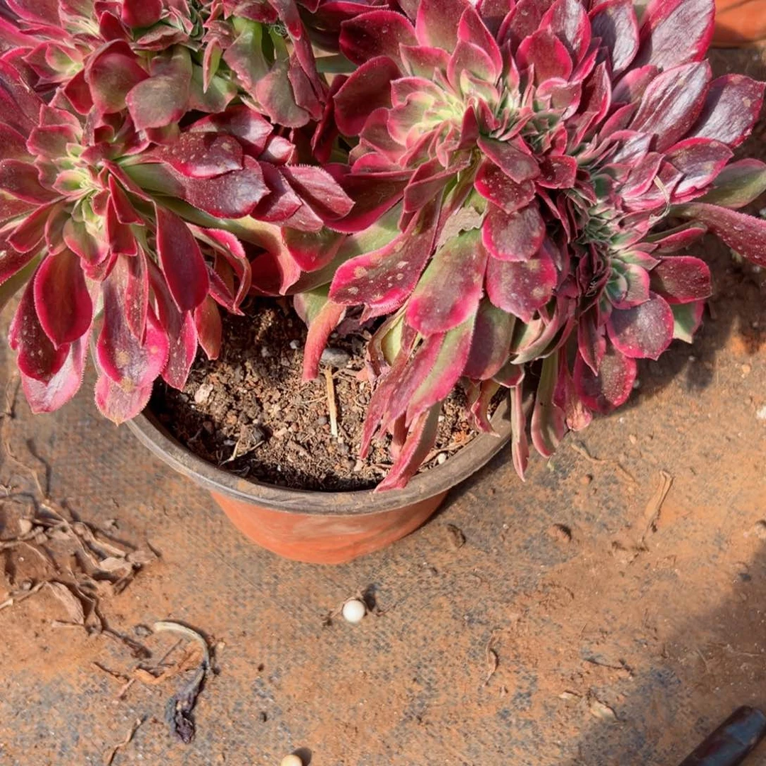 417 号多肉法师植物