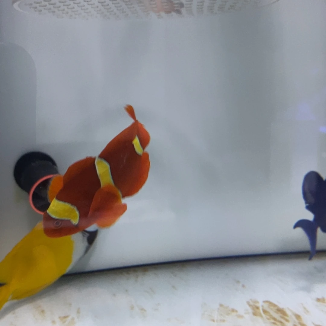 海水鱼海水观赏鱼金透红7-9