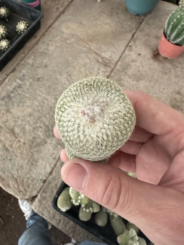 仙人球直播综合链接月世界