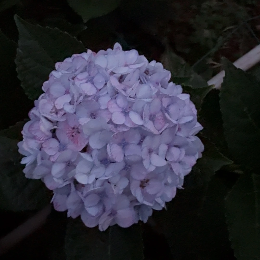 加购280号绣球 （3单顺丰冷链包邮）