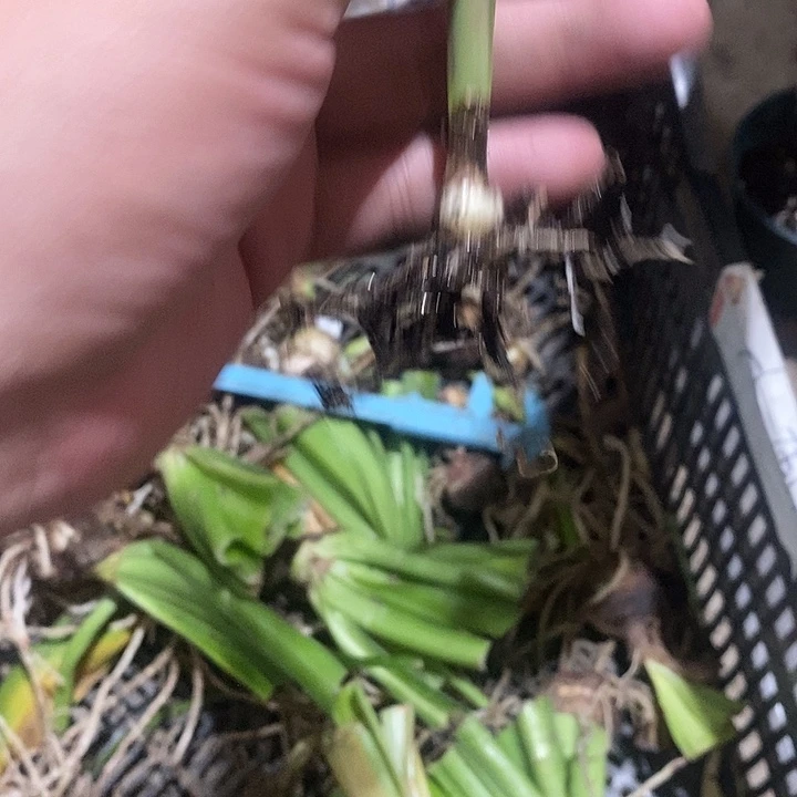 台湾朱顶红精品一颗景秀1公分