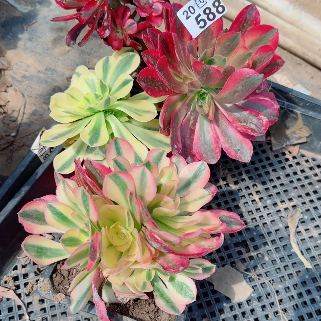 流*多肉588四棵多肉满20包邮断枝不包