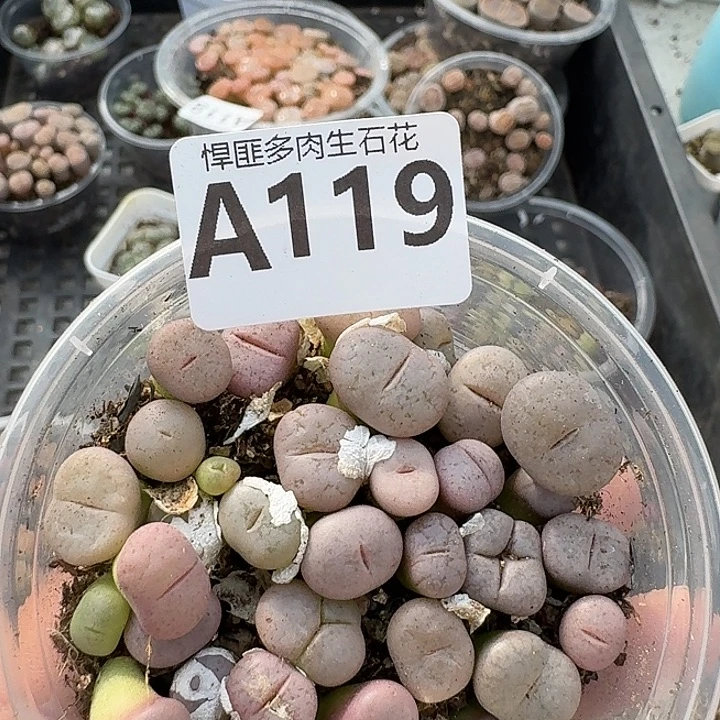 119多肉植物多肉植物