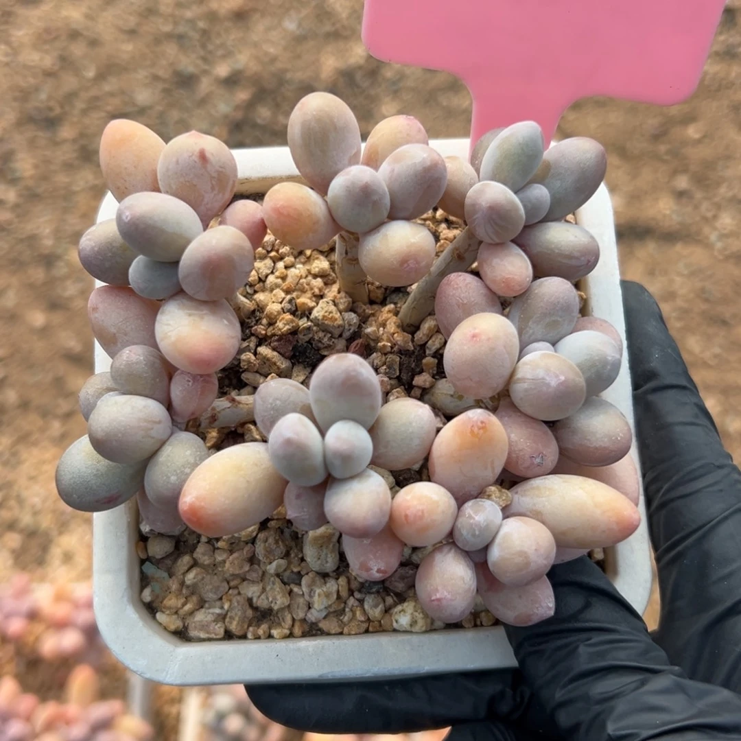 香水手指特价111111111111