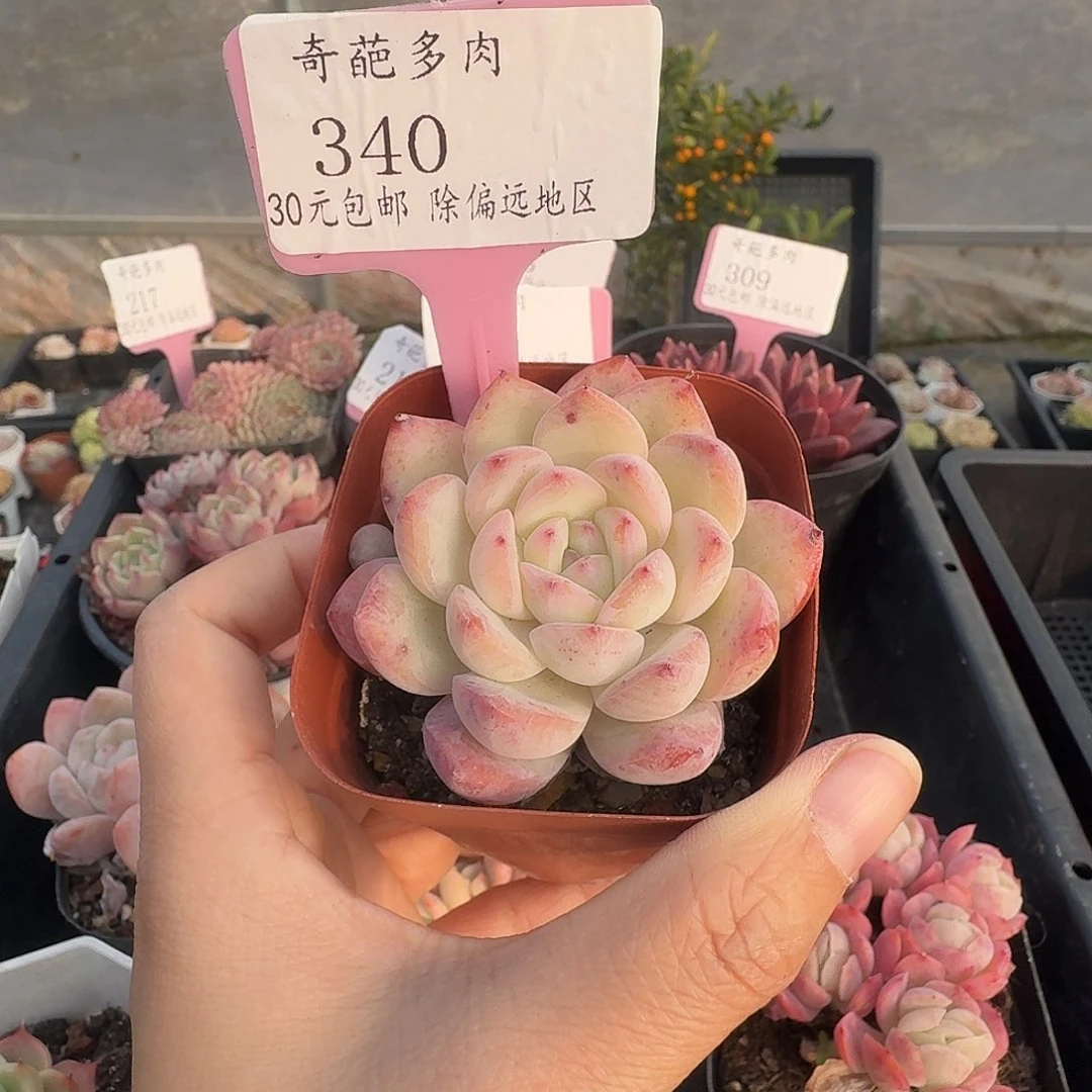 340 脱土 不包整 30元包邮非偏远