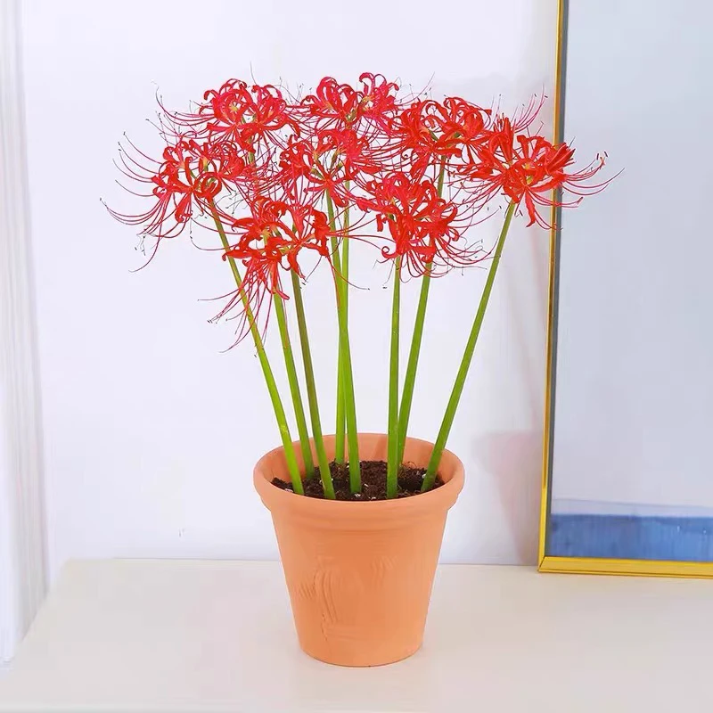 彼岸花种球室内外盆栽花卉曼陀罗石蒜花彼曼珠沙华发货20个种球