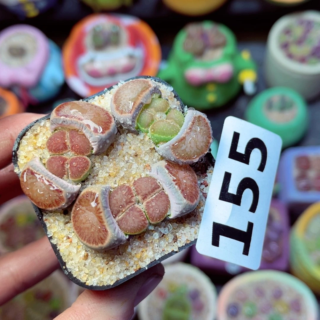 155生石花带盆发