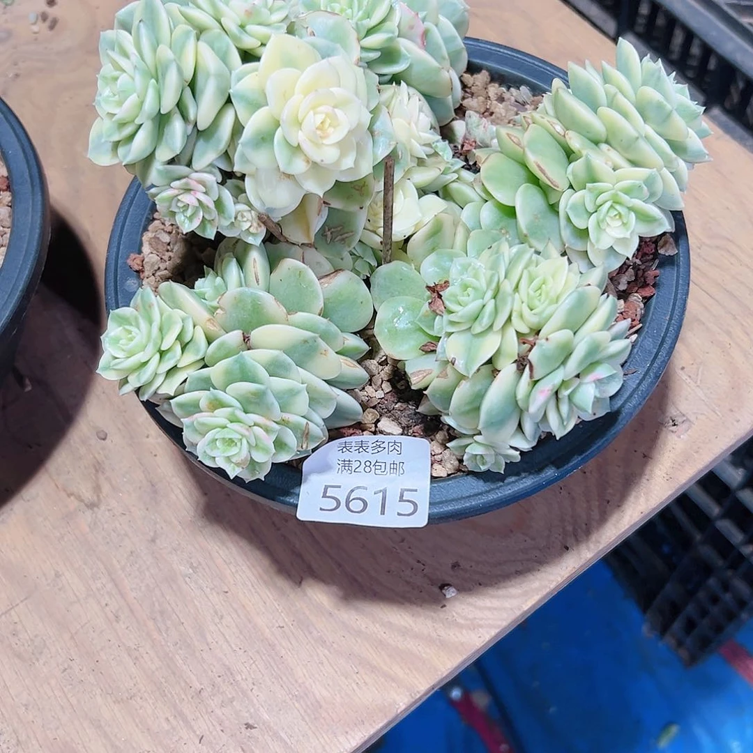 无花朵窝*乖多肉一物一拍5615