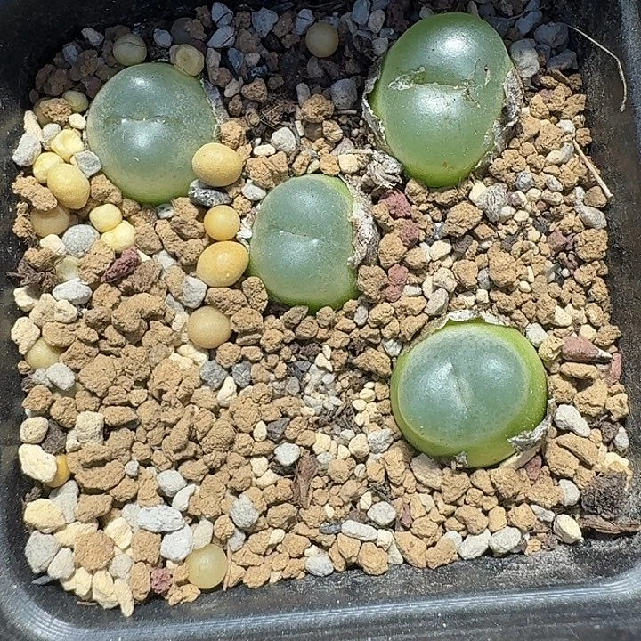83 多肉植物多肉植物