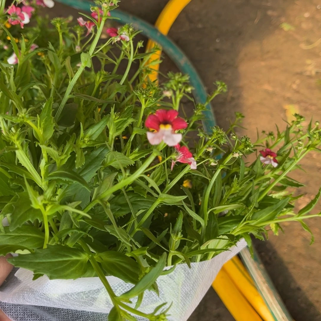 ~***~龙面花红白雪樱桃