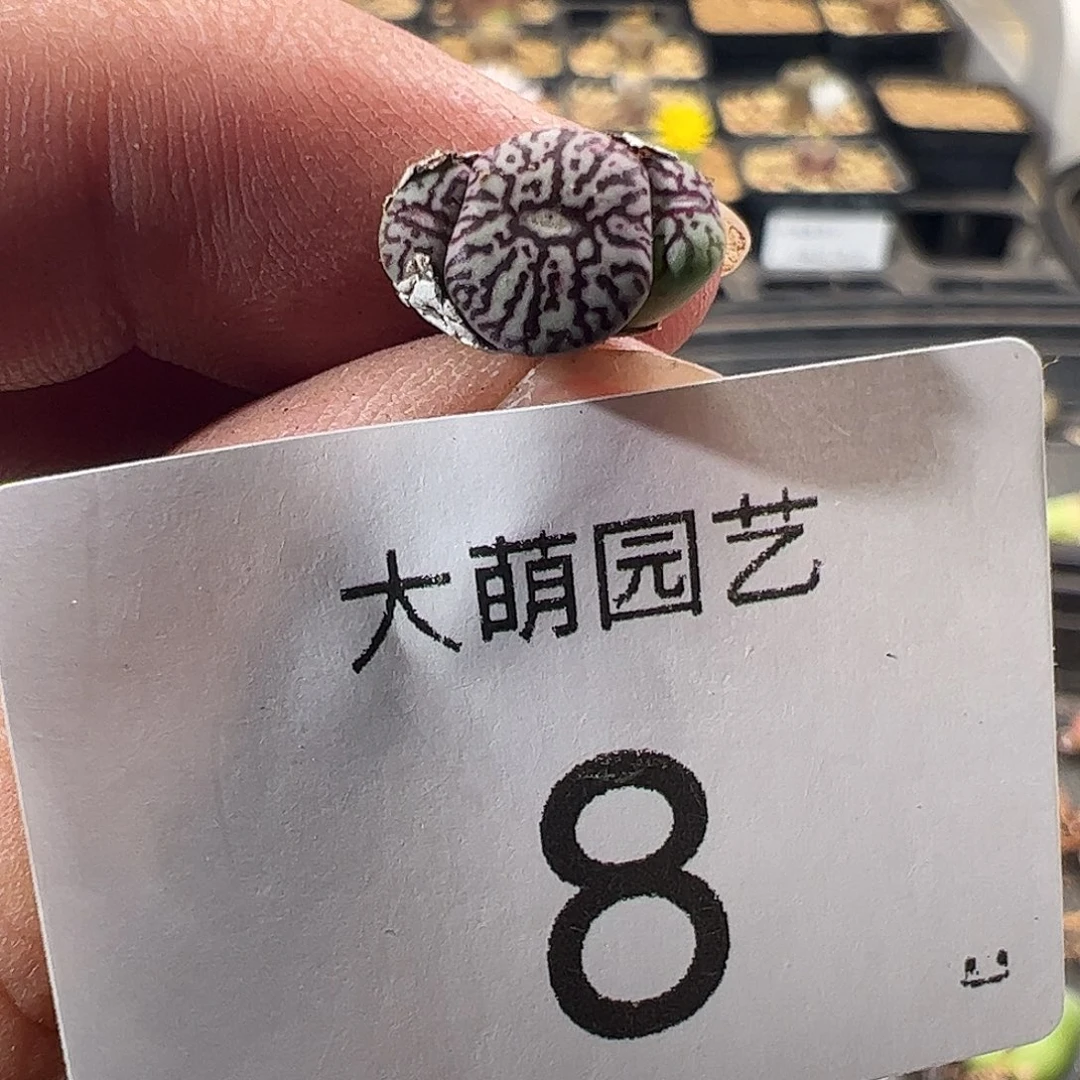 一物一拍。           8