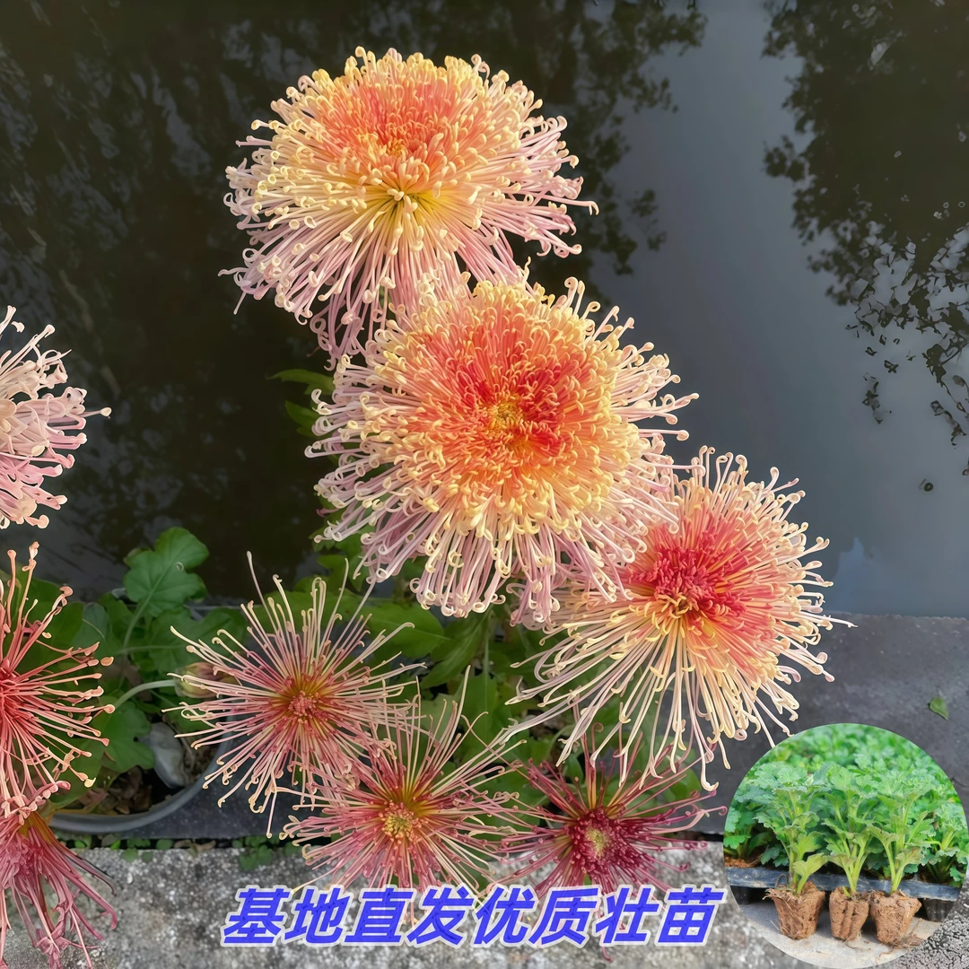 【濑户的千草】优质菊花苗盆栽秋菊阳台观花植物四季花绿植花卉庭院