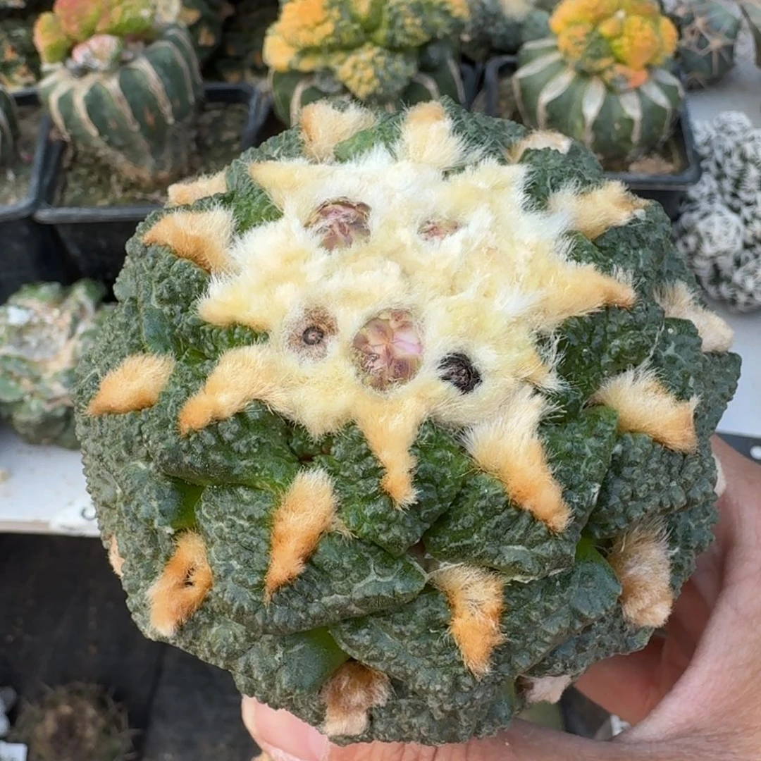 【闪购商品】大尤连山022