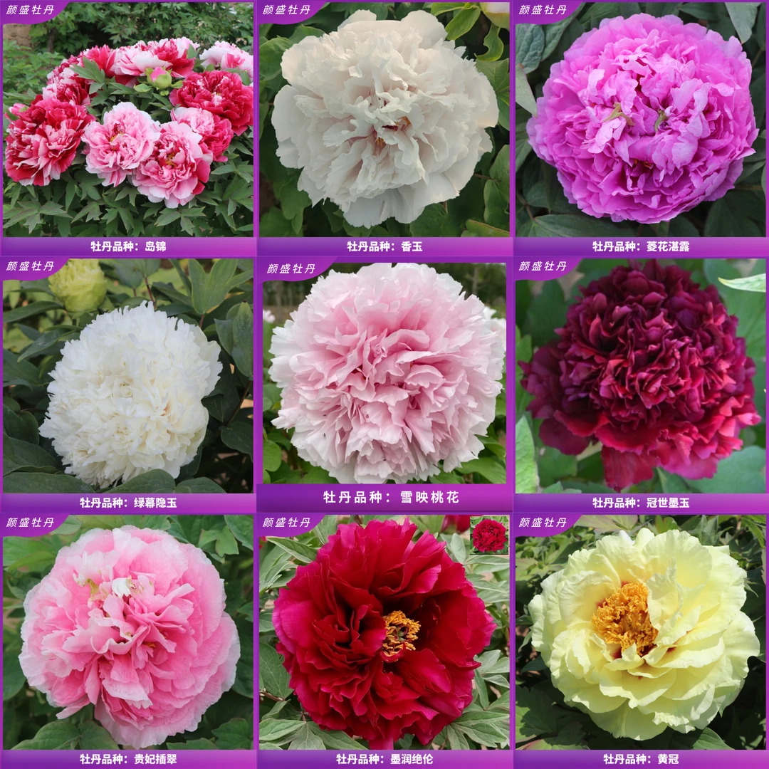 宠粉牡丹福利 菏泽基地直发 现挖观赏牡丹花苗