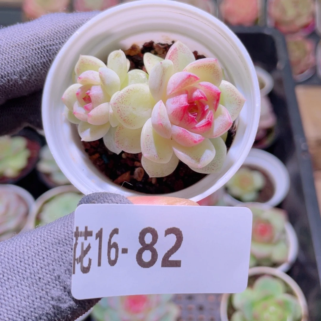 花利美16-82新品