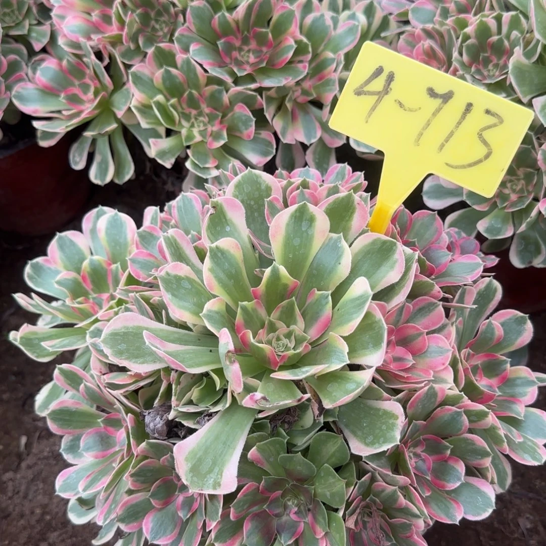 4-713--+多头多肉植物