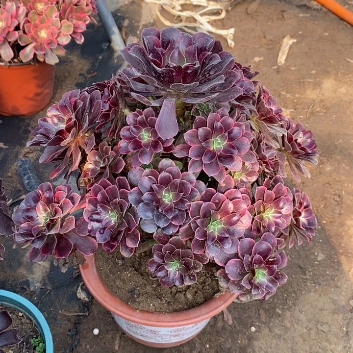 金丝雀多肉植物066