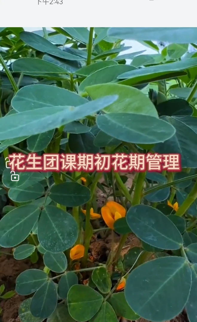 花生团课期初花期管理促开花微控套餐叶面肥
