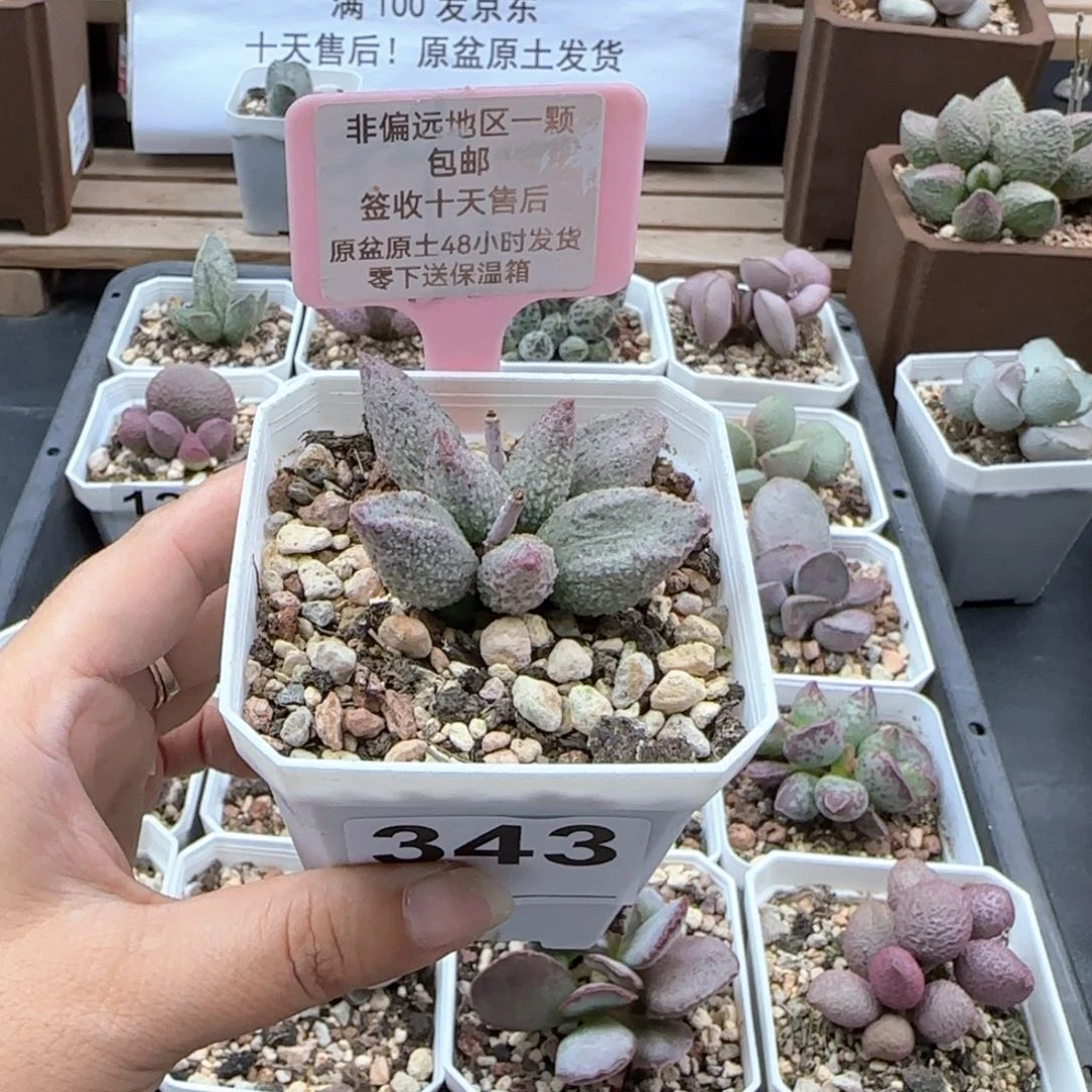 343翡翠哈莫杂多肉植物