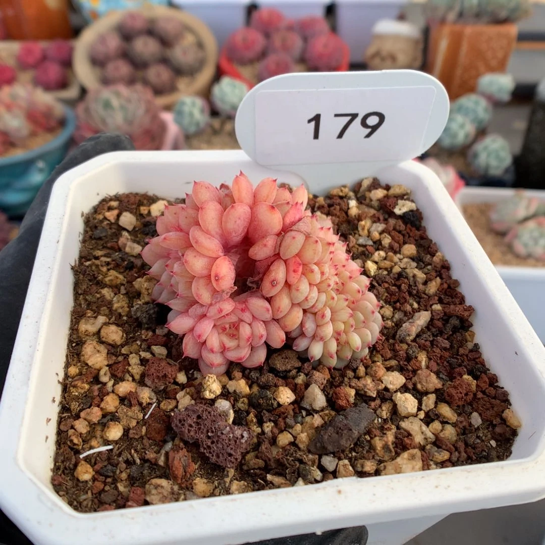 179 白胖子缀多肉