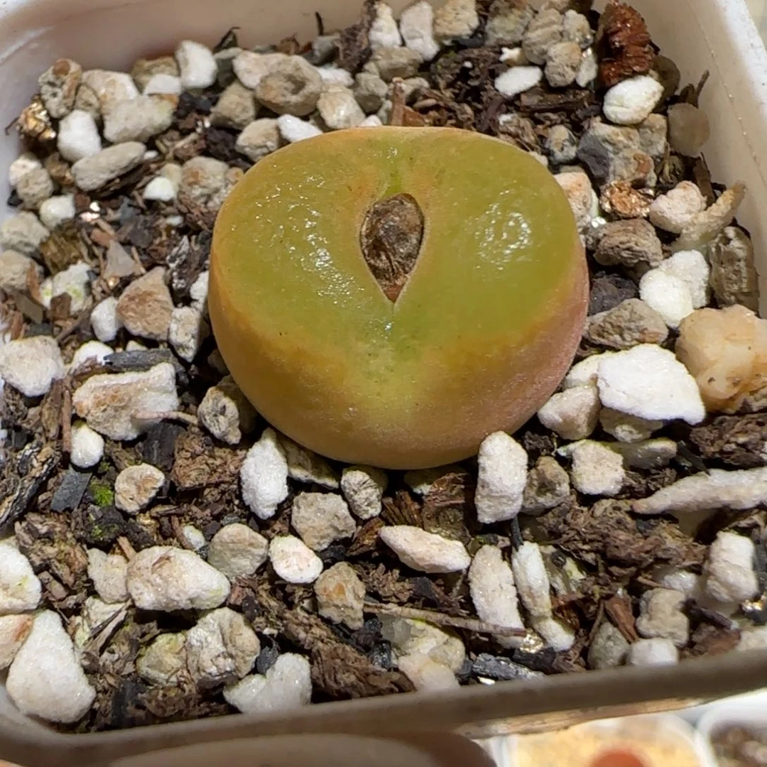 K肉锥多肉植物百科31-1370