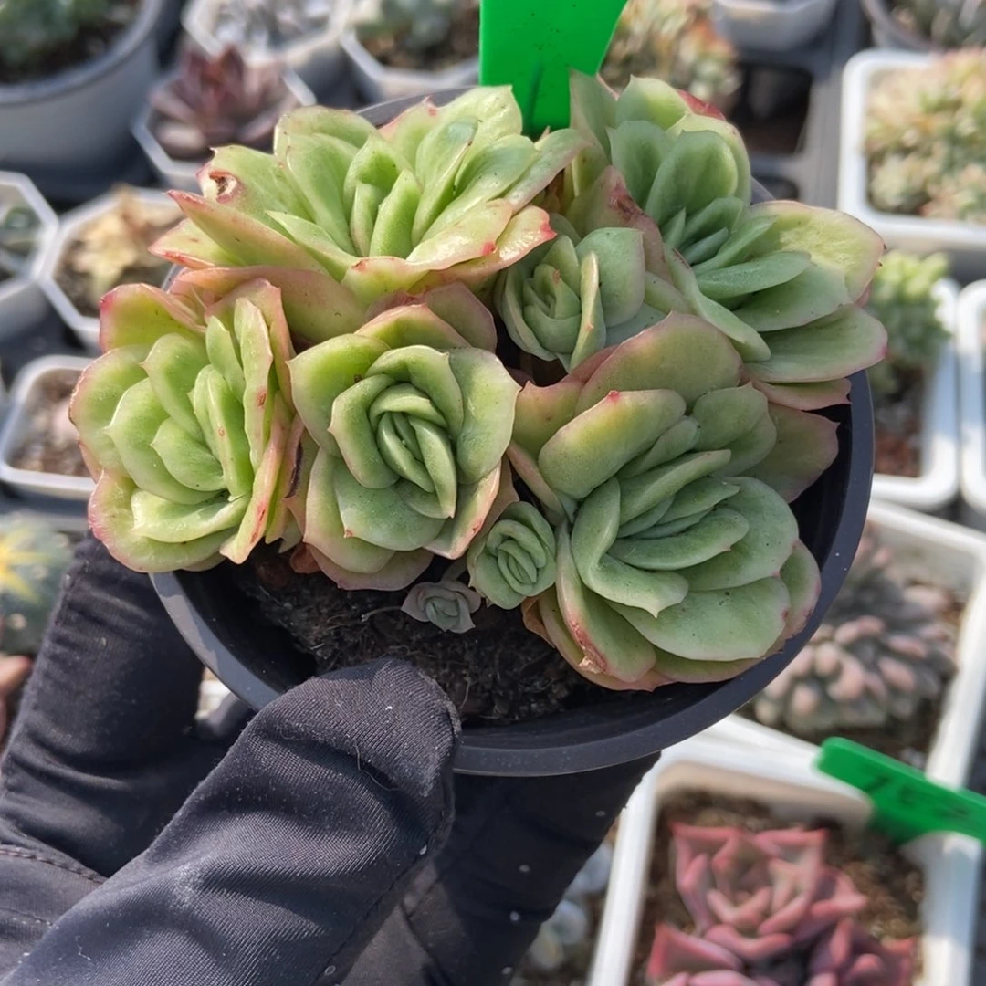 2052冰玫瑰多肉植物