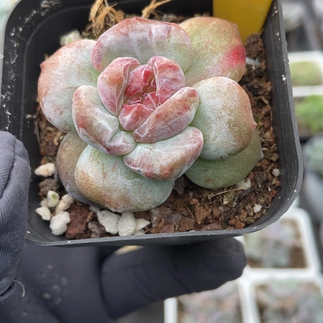 1937石榴籽石化多肉植物