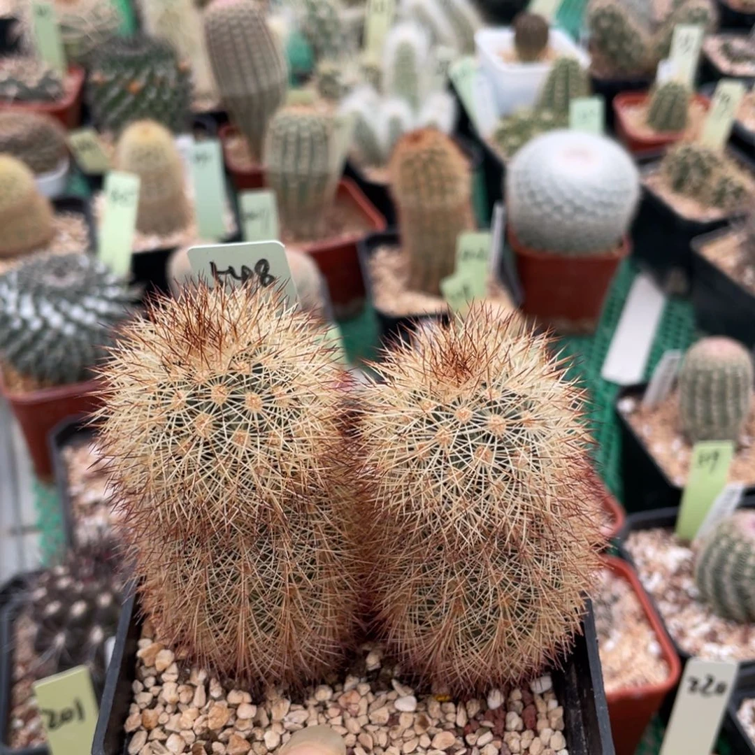 鹿角柱实生仙人球御旗杂交