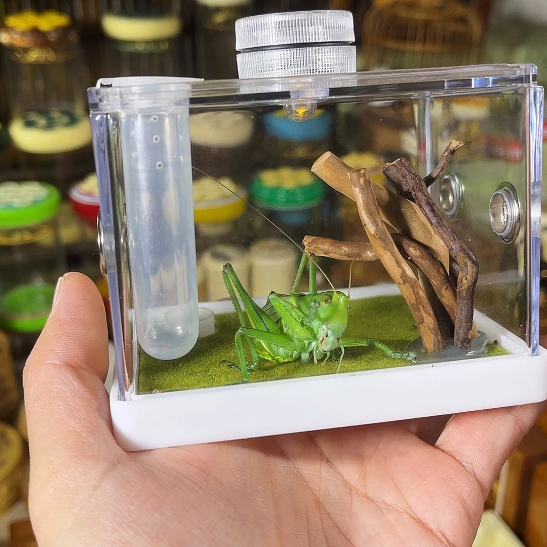蟋蟀饲养盒+绿蝈蝈