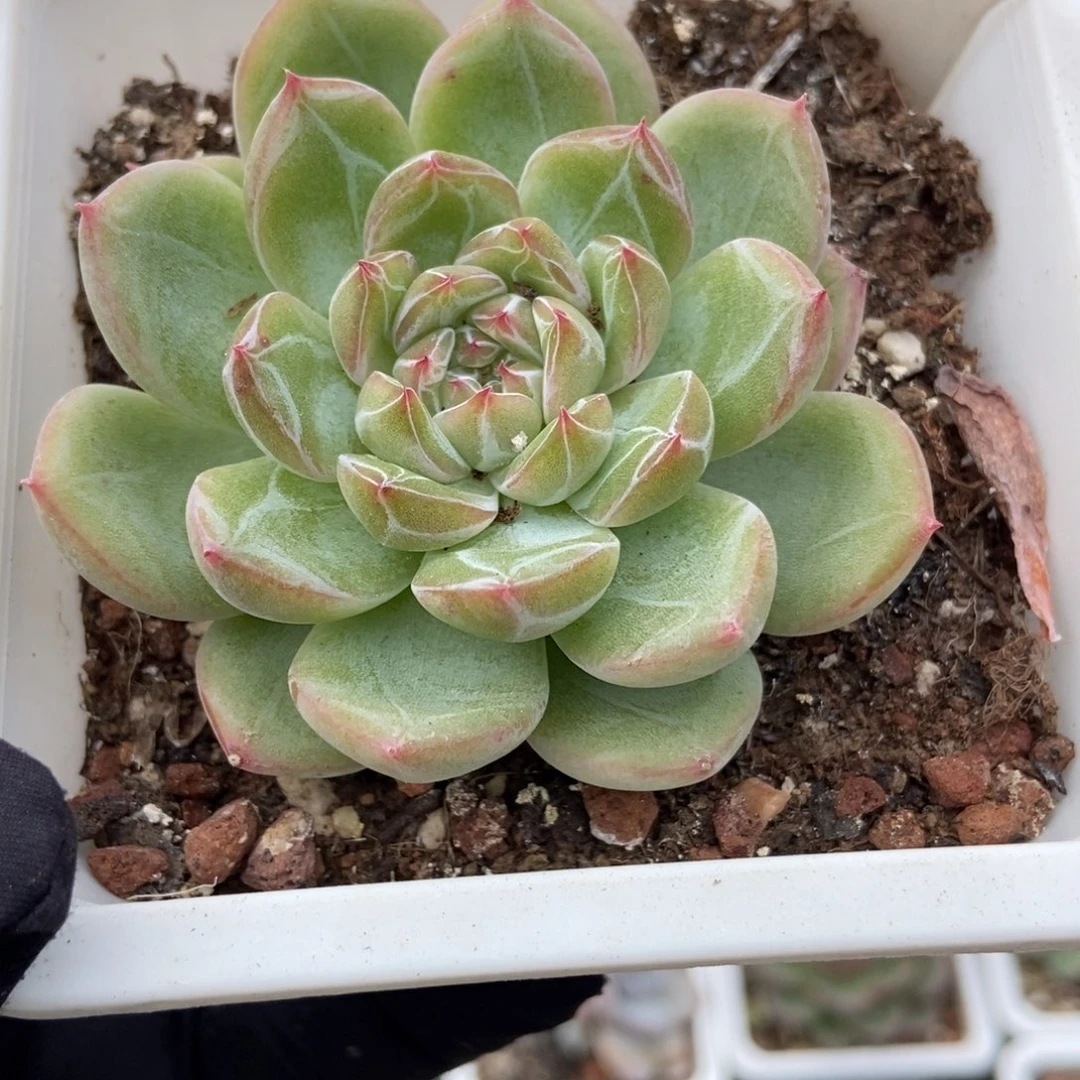 1015雪花珍妮多肉植物