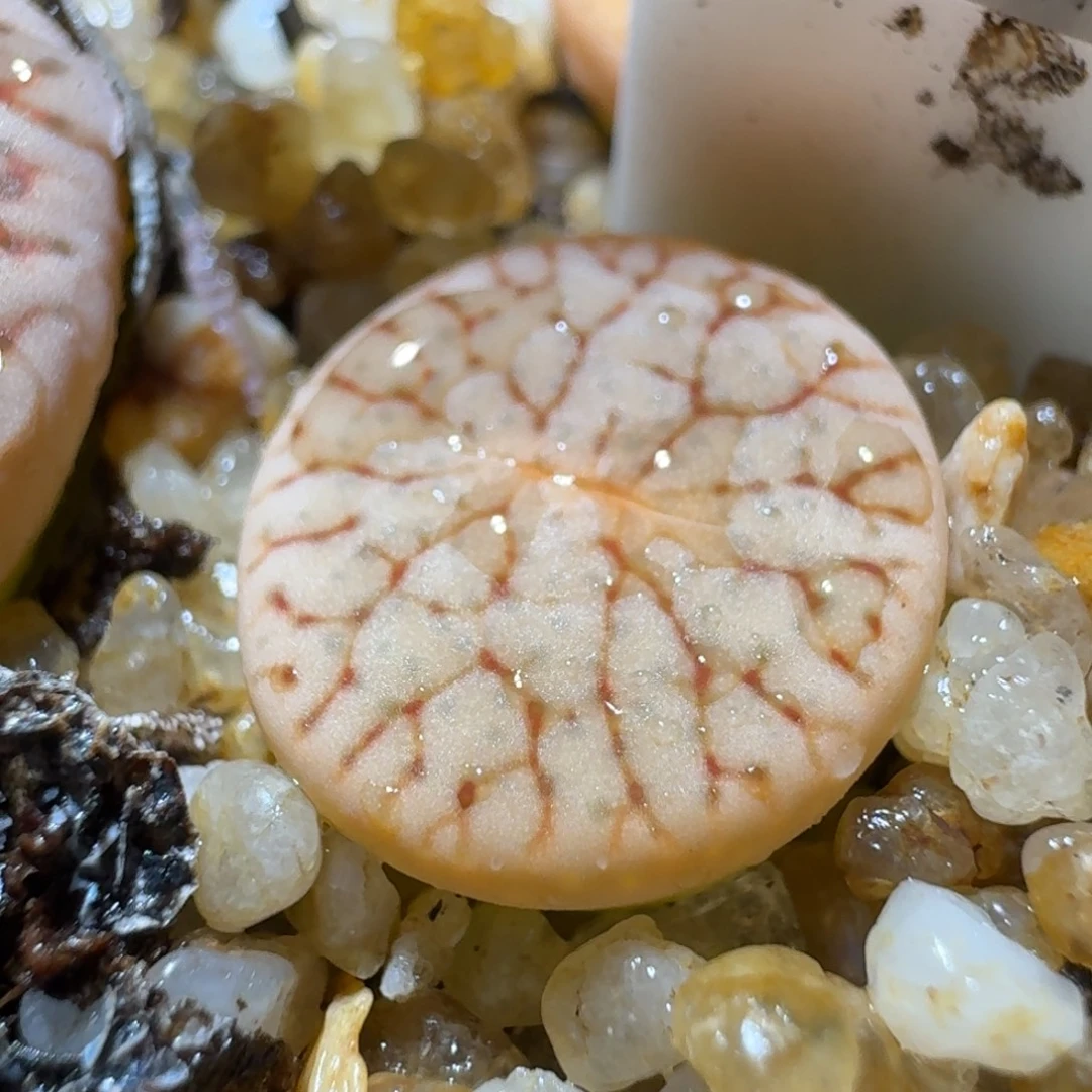 高品质屁屁清清清3076