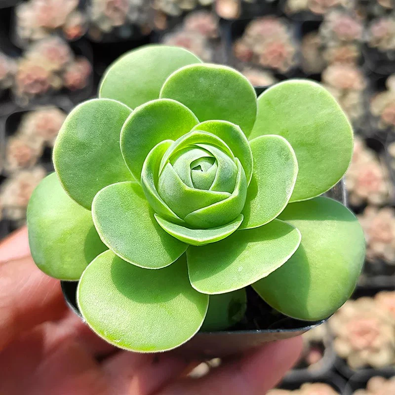 鸡蛋玫瑰大单头10cm左右【满9.9包邮】多肉植物以直播间展示为主