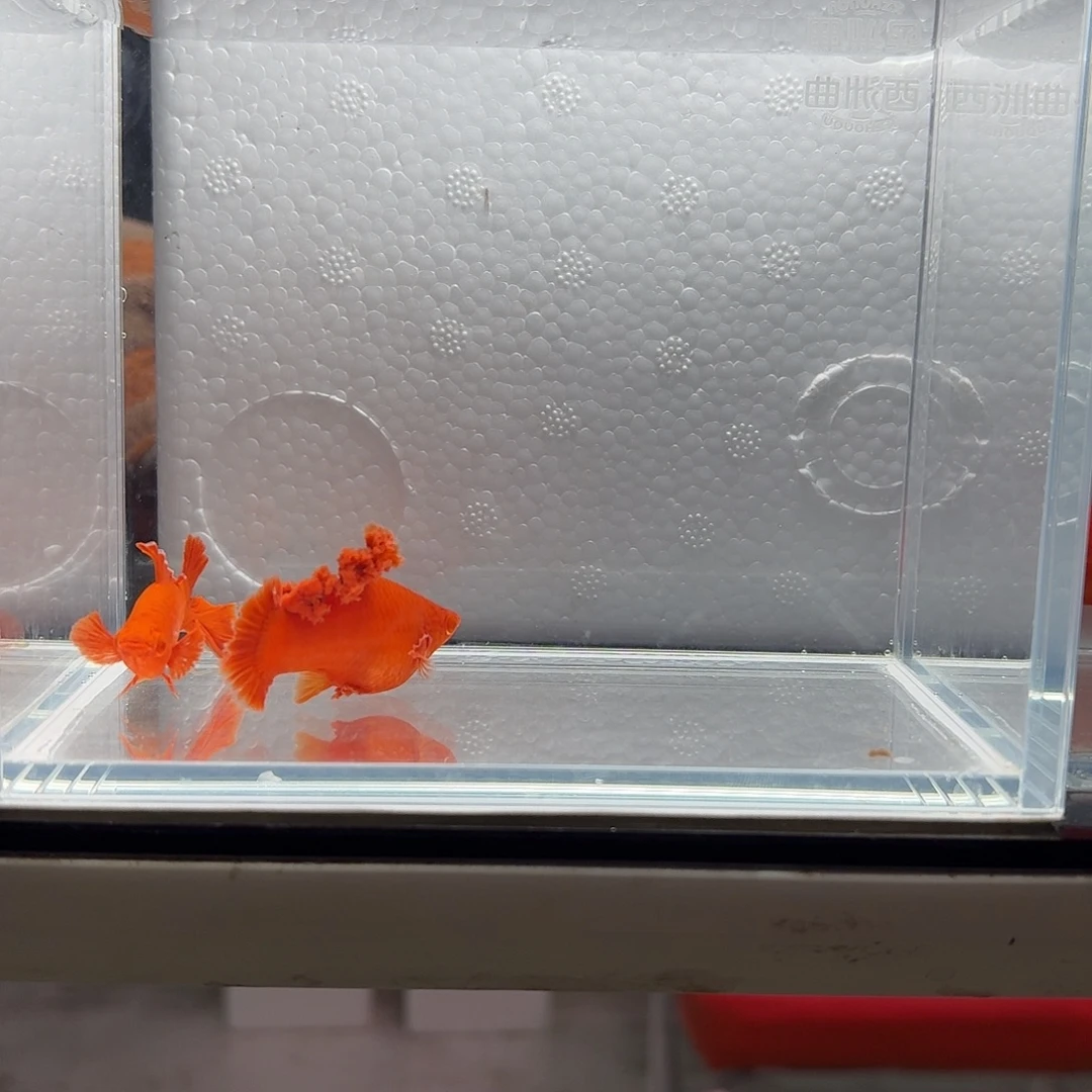 雪***原海水半月尾红箭鱼种鱼