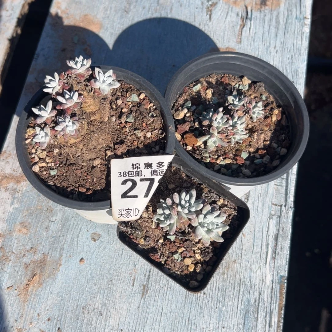 可可爱爱～一物一拍2766