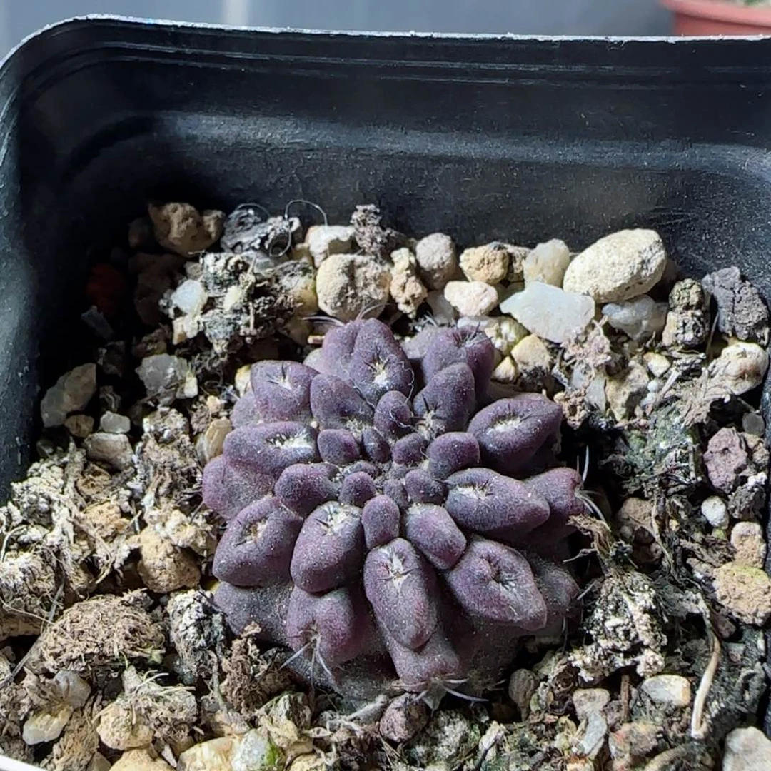 实生雷头玉多肉3.2