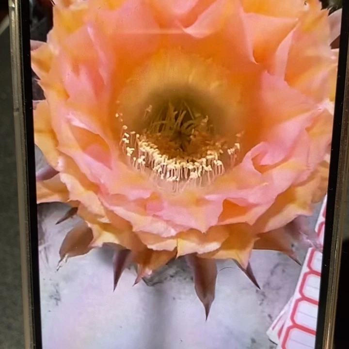 香香2526号侧芽4公分左右