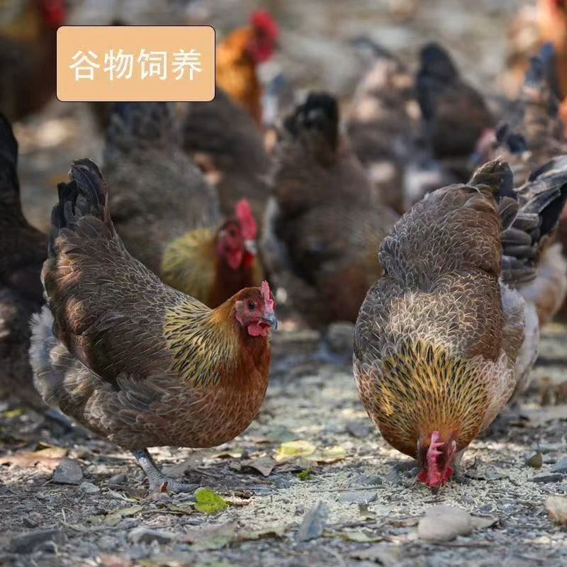 【基地直发】两斤左右发货散养土鸡肉质细腻鲜美【到手4只】