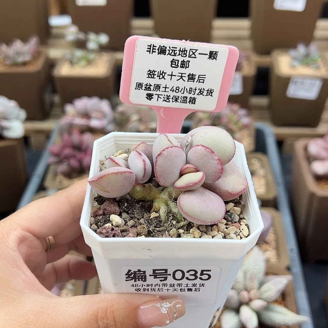 035白肌红蛋多肉植物