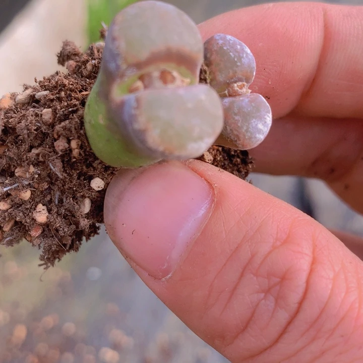 1455586555865696868686656